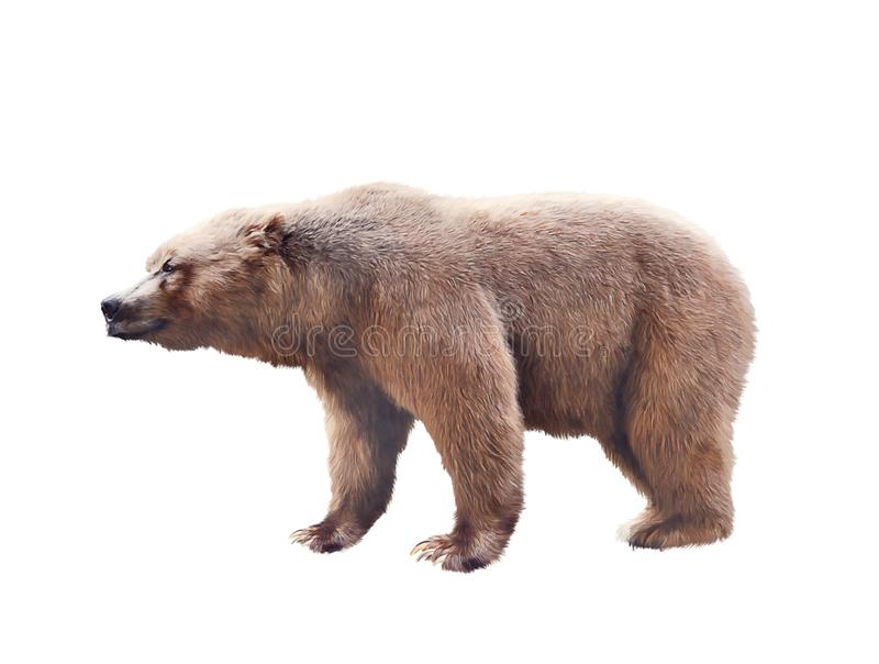 Detail Background Bear Nomer 26