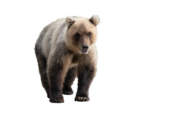 Detail Background Bear Nomer 4