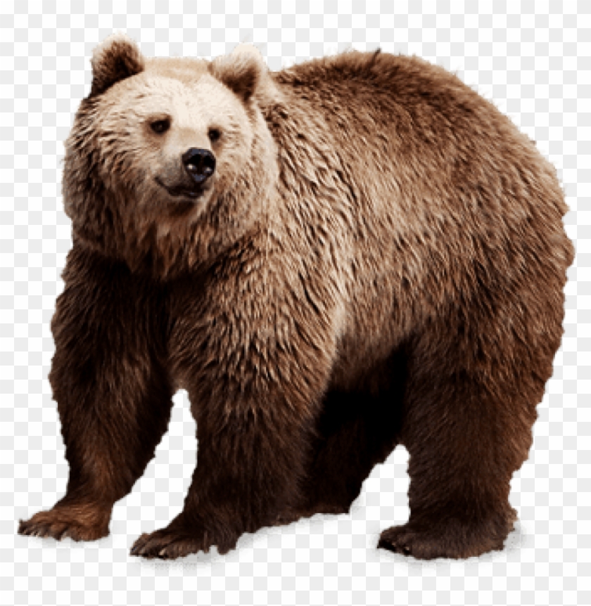 Detail Background Bear Nomer 38