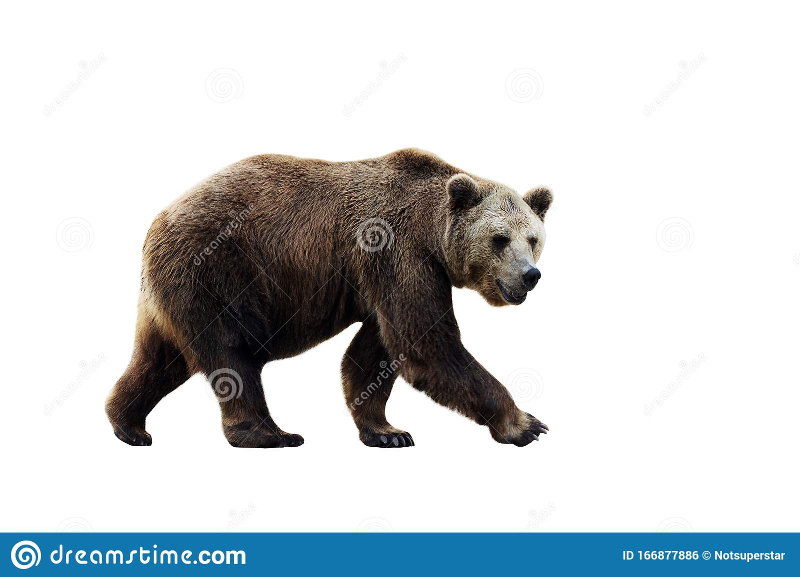 Detail Background Bear Nomer 41