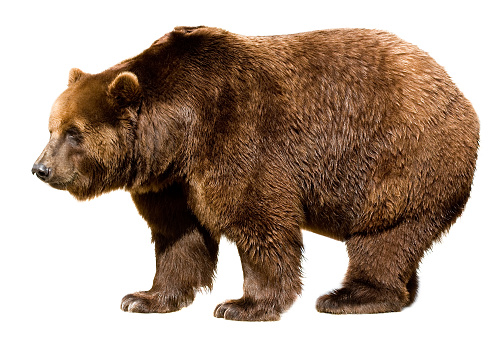 Detail Background Bear Nomer 45