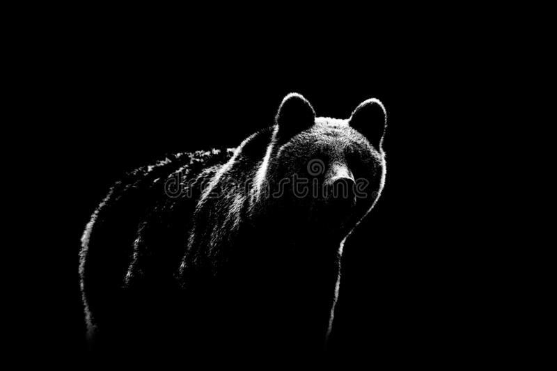 Detail Background Bear Nomer 55