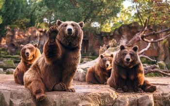 Detail Background Bear Nomer 58
