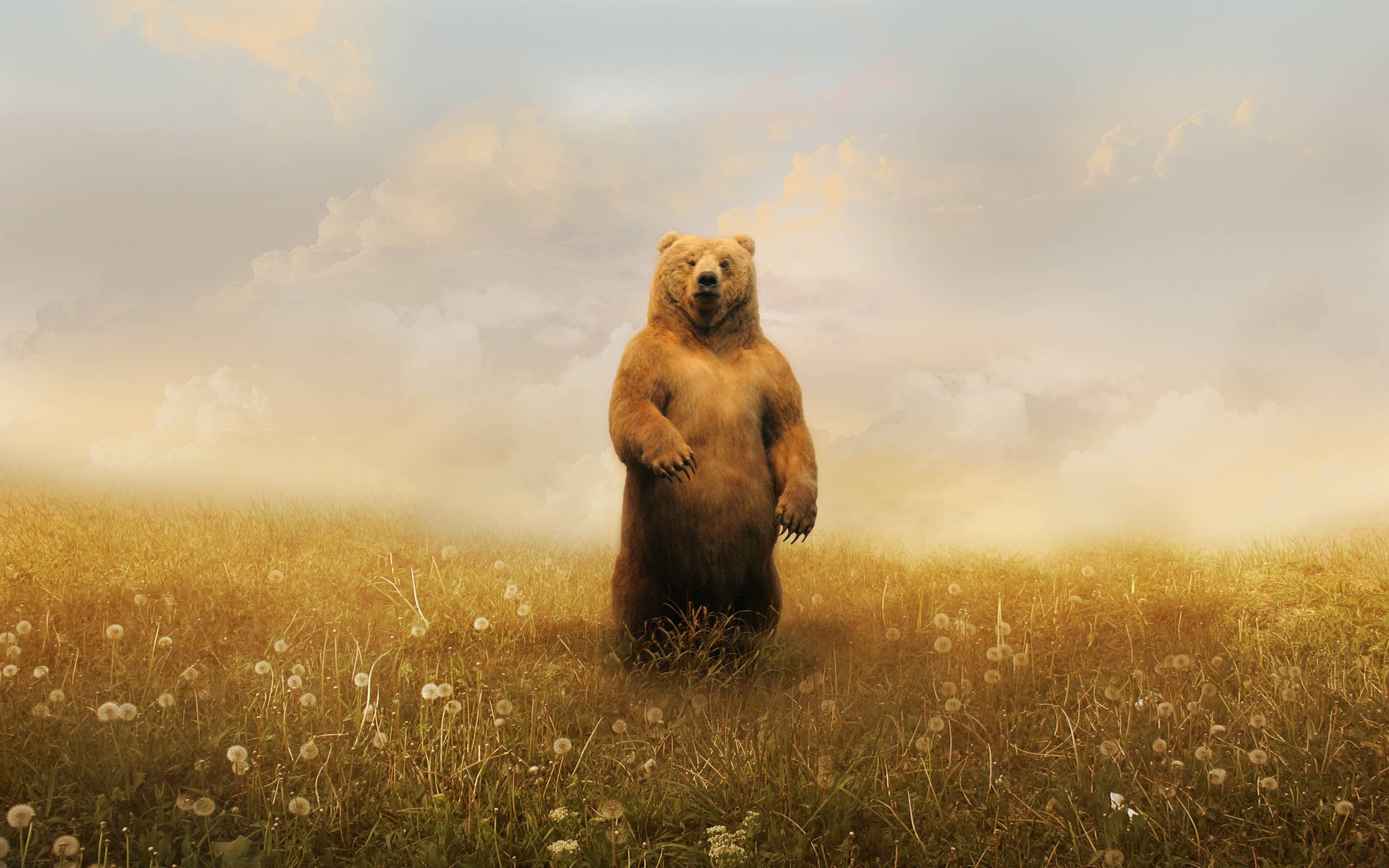 Detail Background Bear Nomer 8