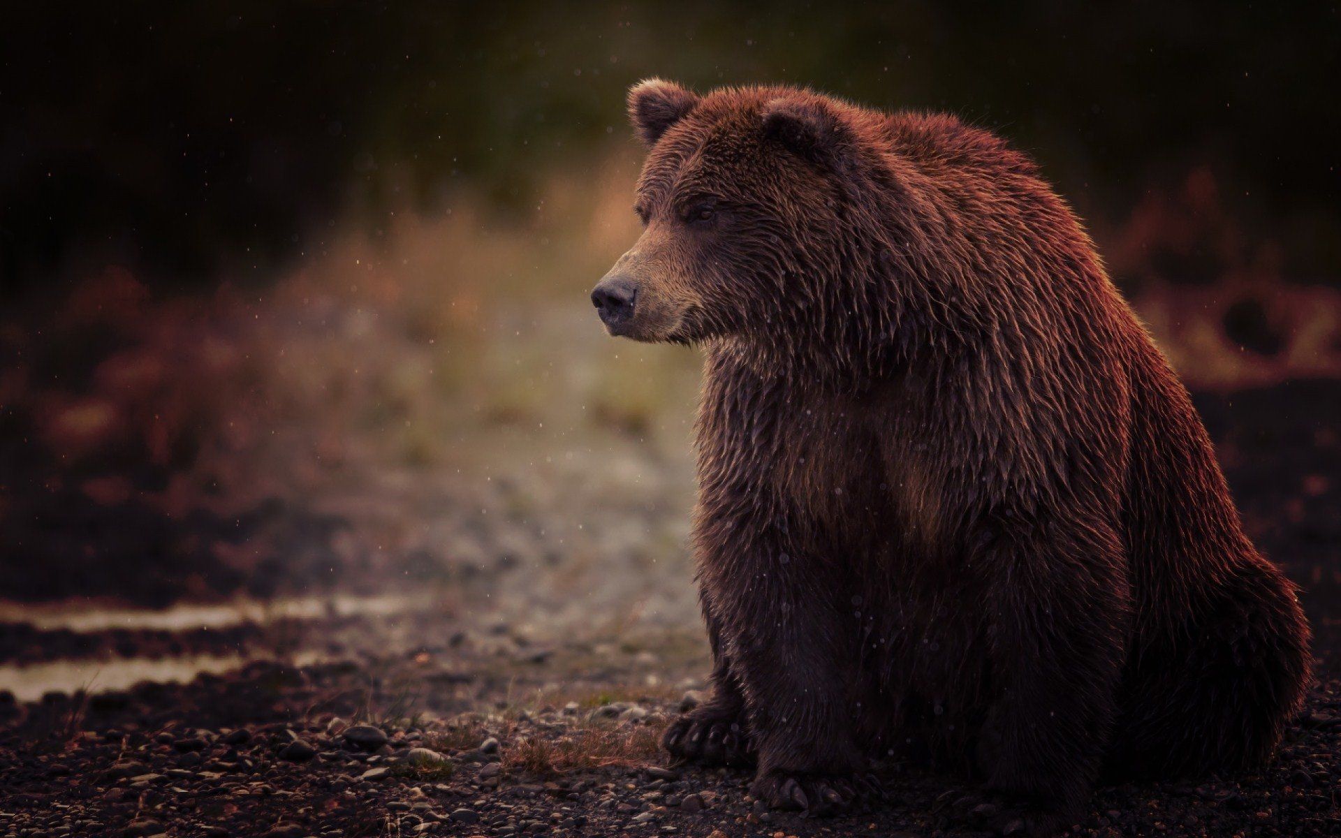 Detail Background Bear Nomer 9