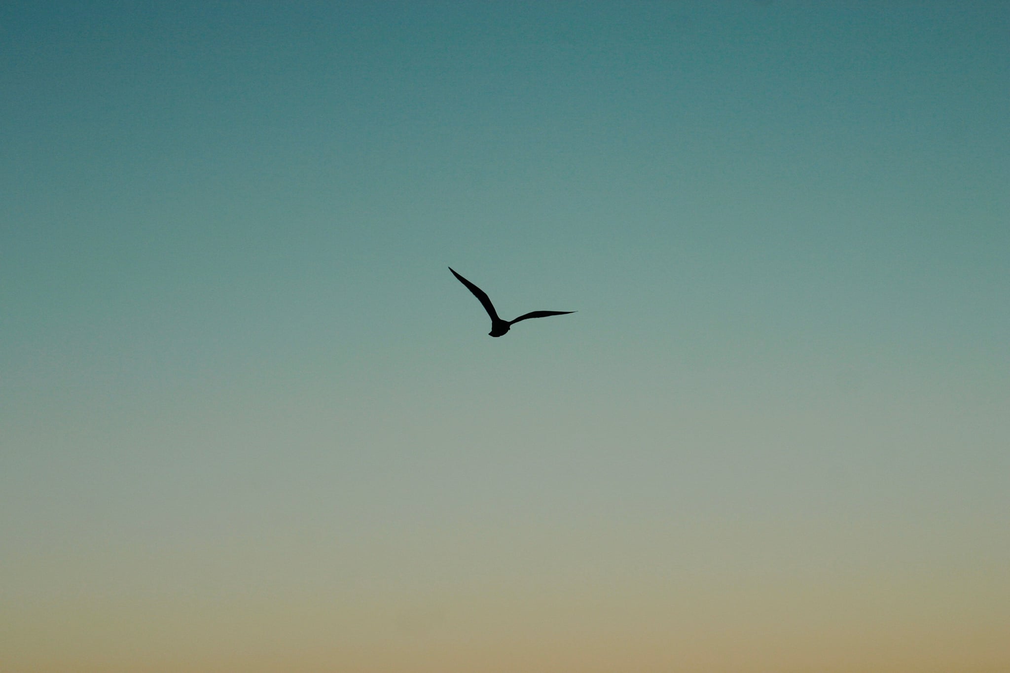 Detail Background Bird Nomer 3