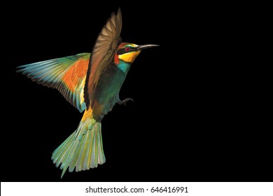 Detail Background Bird Nomer 46