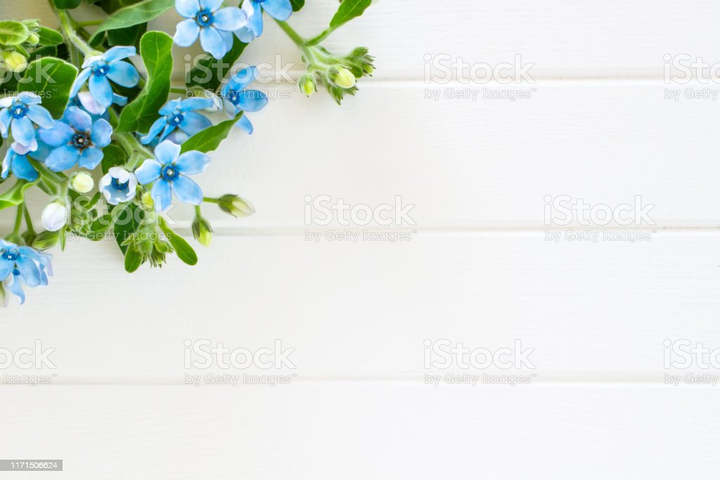 Detail Background Biru Bunga Nomer 30