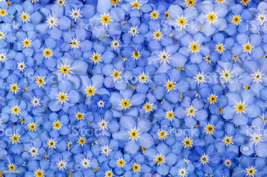 Detail Background Biru Bunga Nomer 47