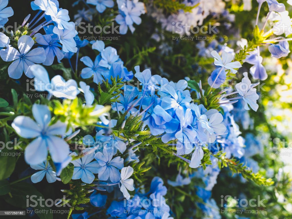 Detail Background Biru Indah Nomer 51