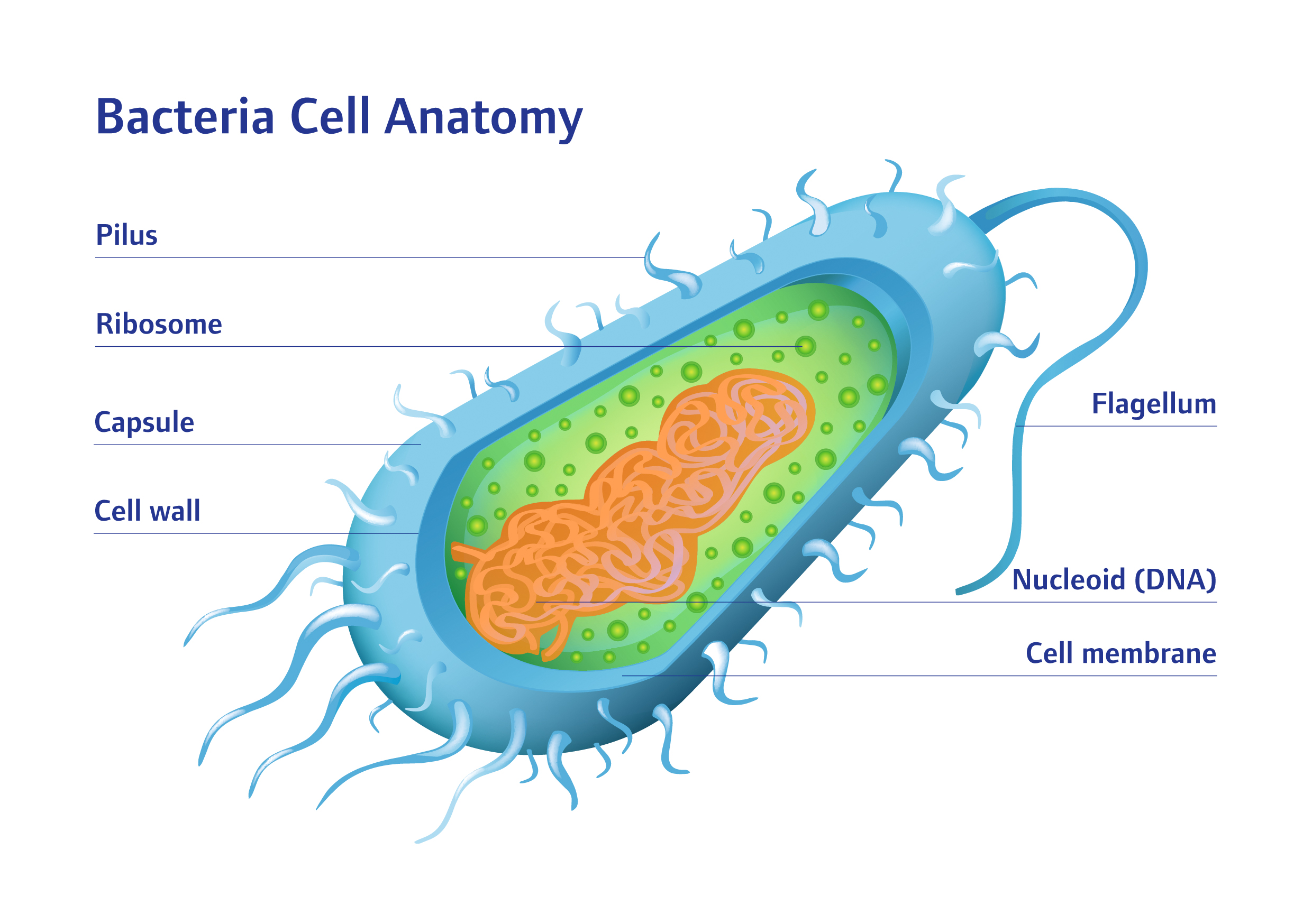 Detail Bilder Von Bakterien Nomer 2