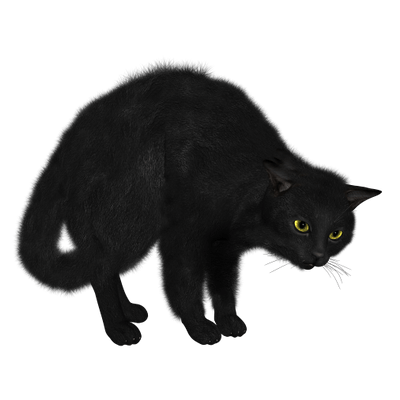Detail Cat Transparent Nomer 18