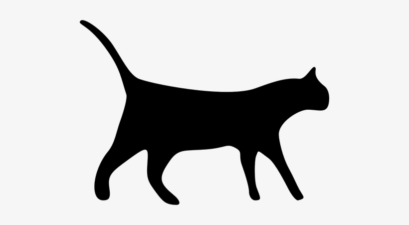 Detail Cat Transparent Nomer 4