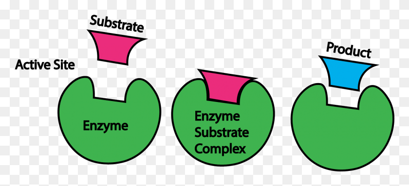 Enzyme Bilder - KibrisPDR