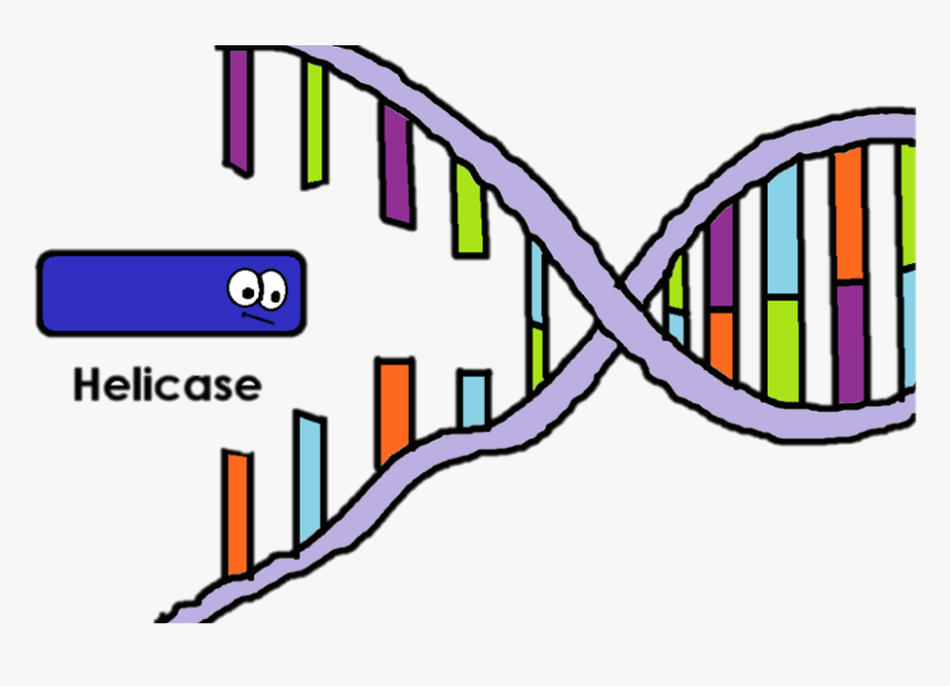 Detail Enzyme Bilder Nomer 8