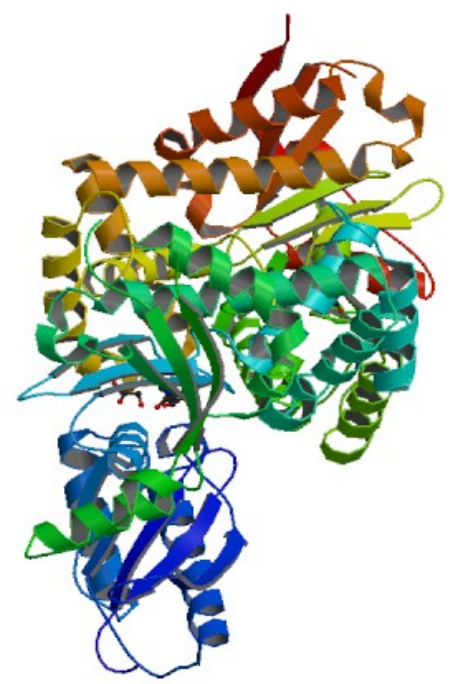 Detail Enzyme Bilder Nomer 23