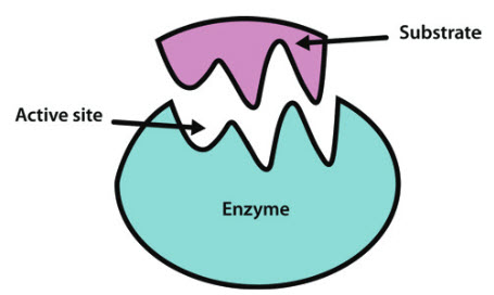 Detail Enzyme Bilder Nomer 24