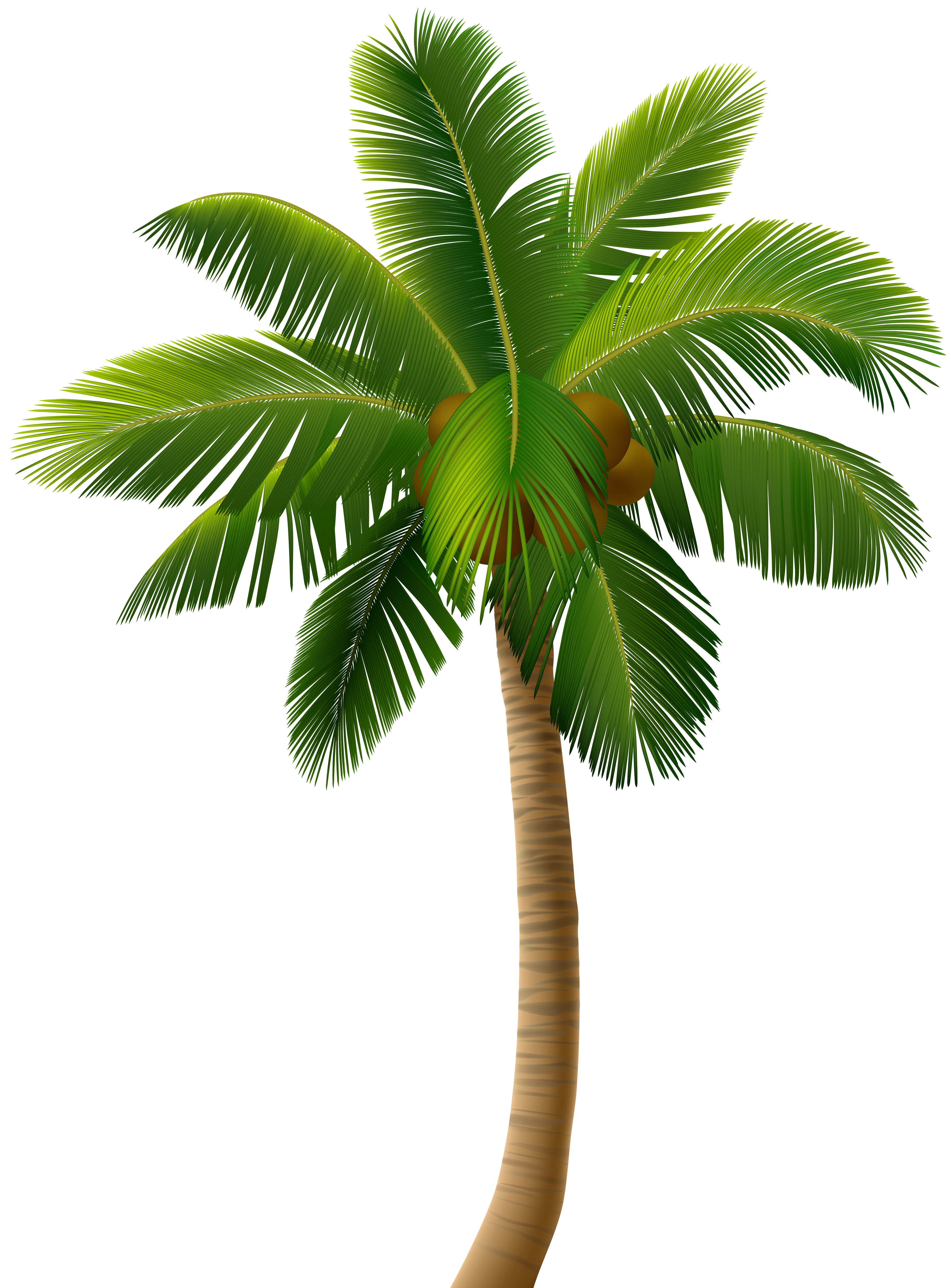 Palm Tree Png - KibrisPDR