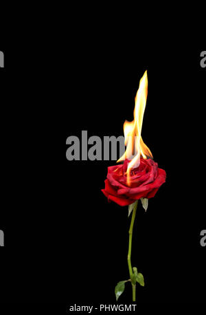 Detail Brennende Rose Nomer 10