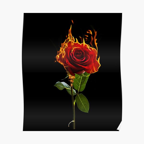Detail Brennende Rose Nomer 4
