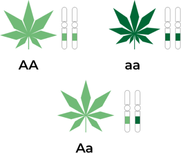 Detail Cannabis Beschneiden Nomer 26