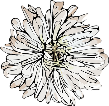 Detail Chrysanthemen Rosa Nomer 15