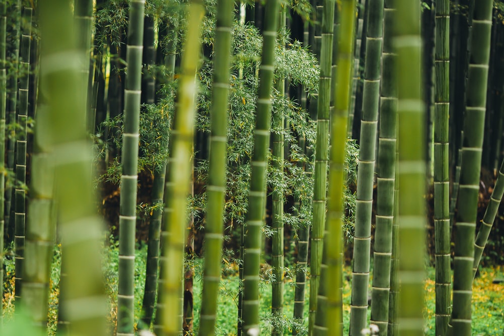 Detail Download Bamboo Nomer 52
