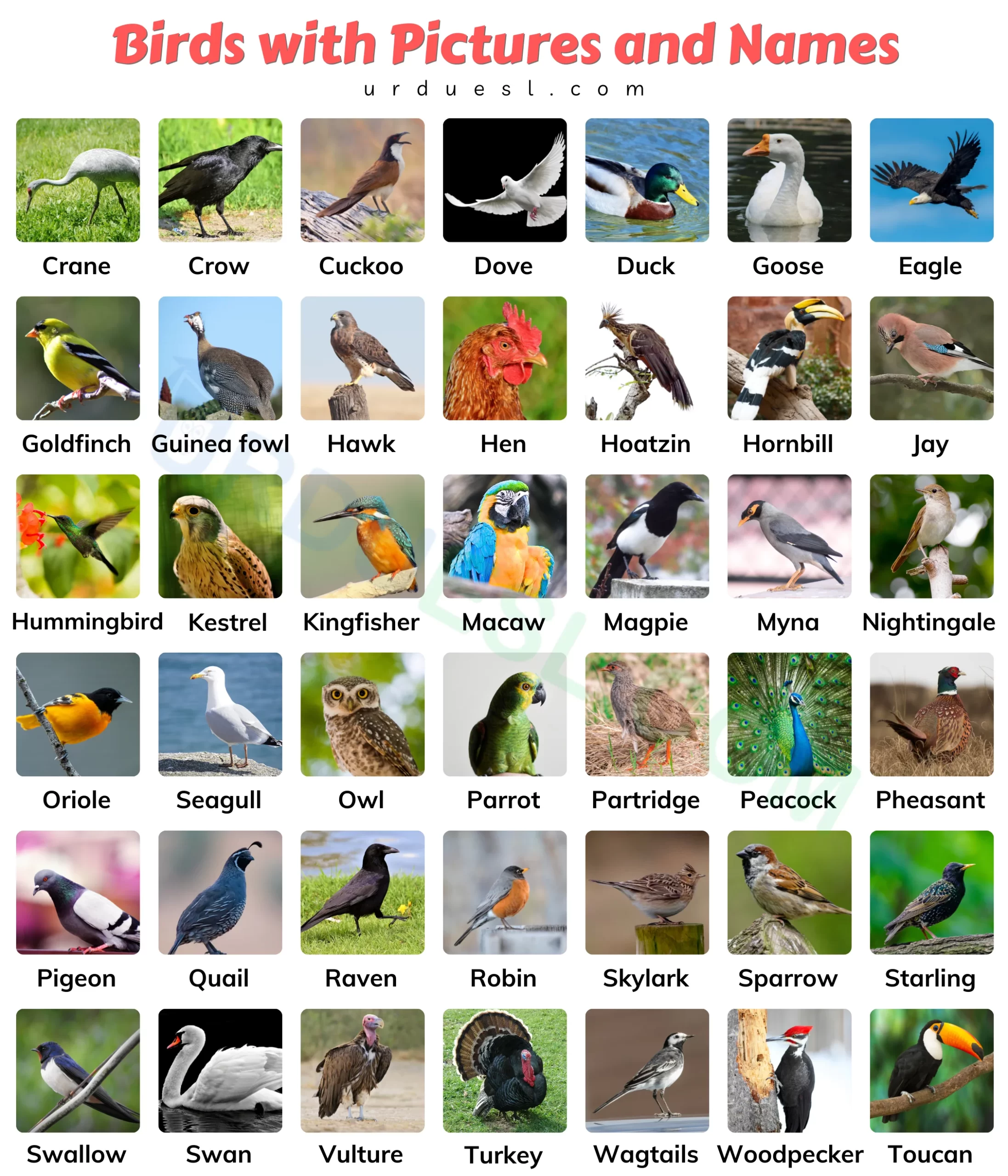 Detail Download Bird Nomer 29