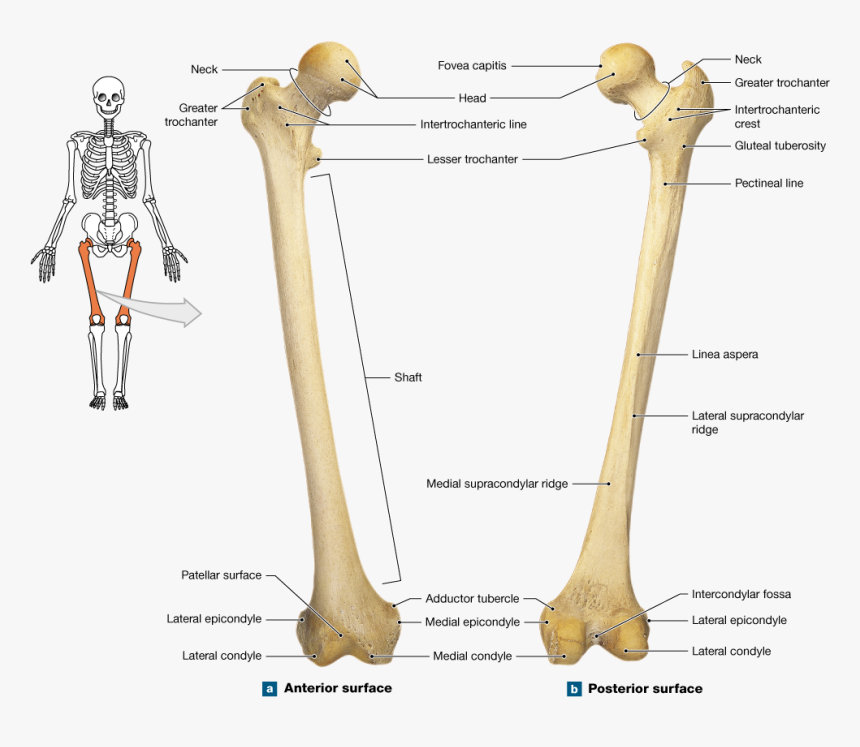 Detail Download Bone Nomer 12