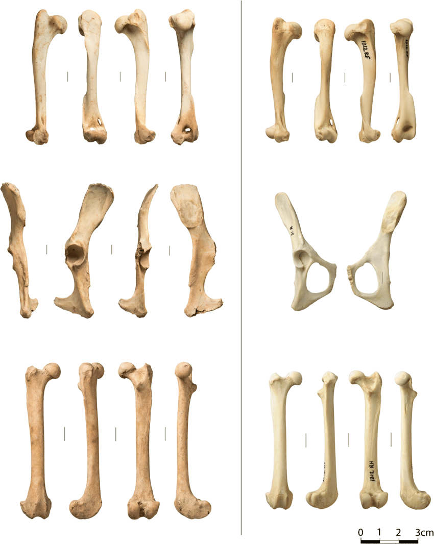 Detail Download Bone Nomer 15