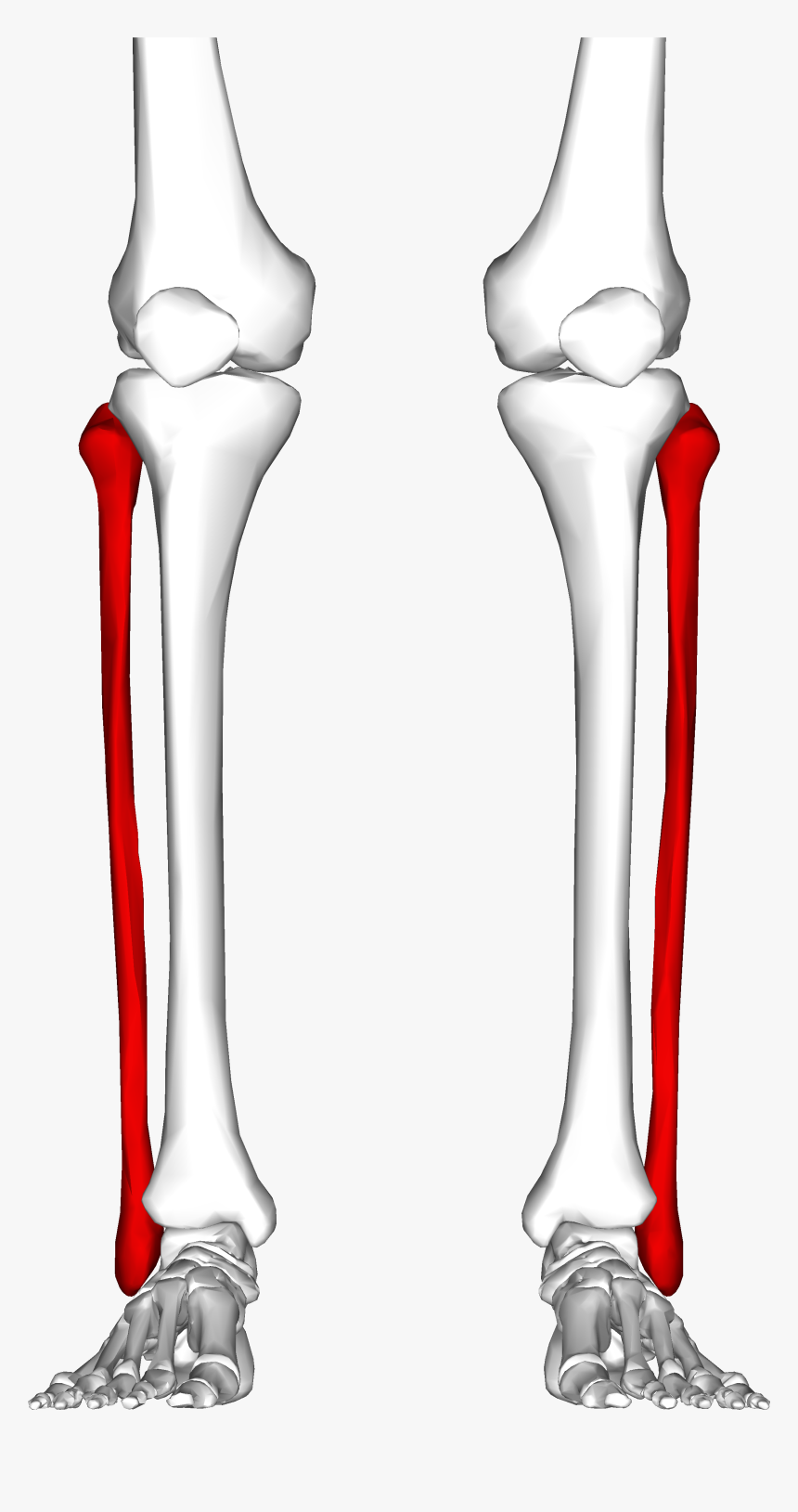 Detail Download Bone Nomer 3