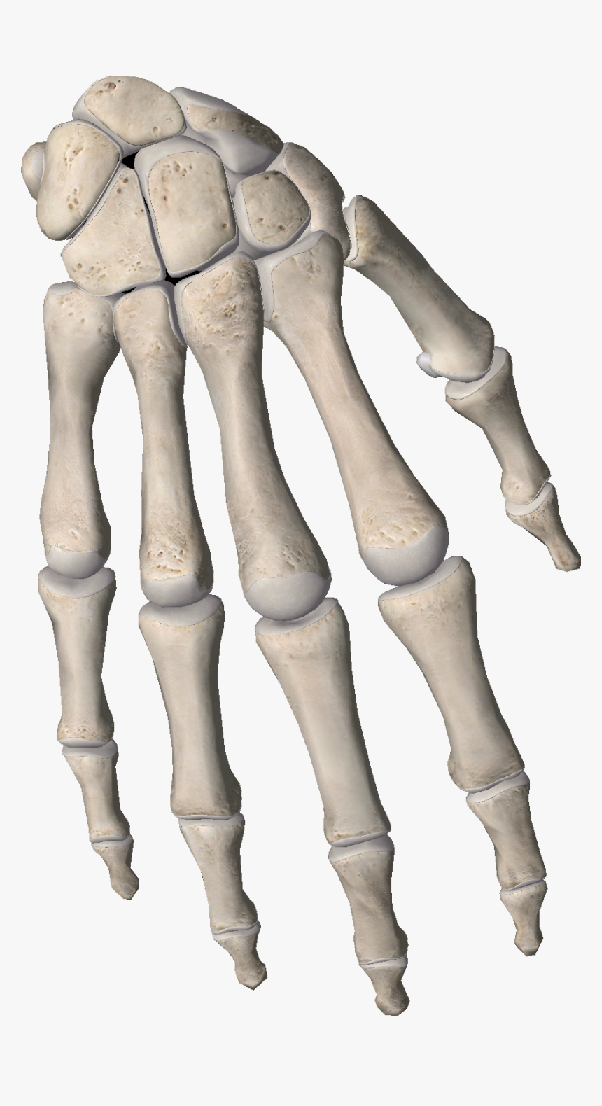 Detail Download Bone Nomer 4
