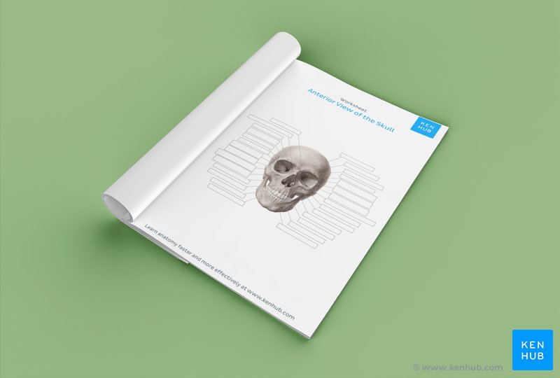 Detail Download Bone Nomer 34