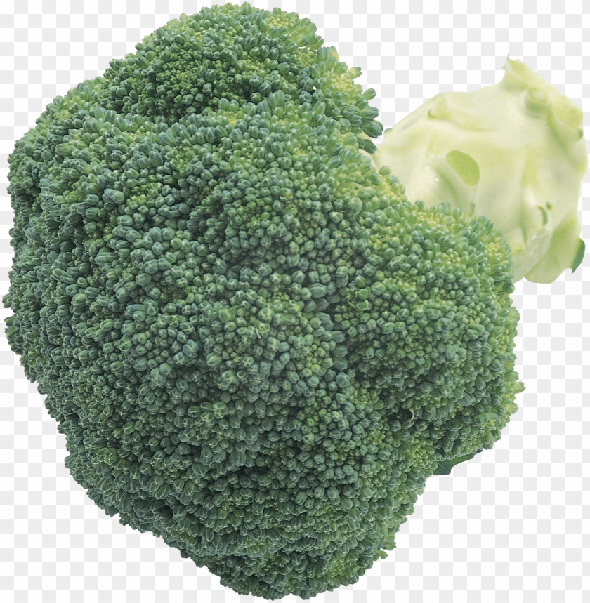 Detail Download Broccoli Nomer 54