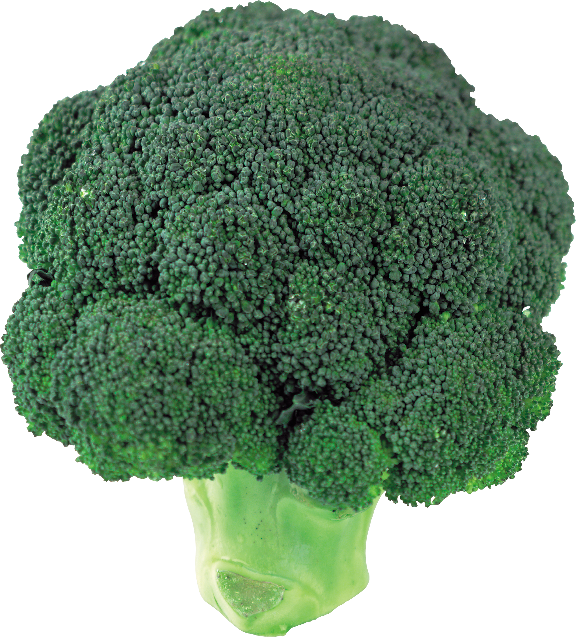 Detail Download Broccoli Nomer 10