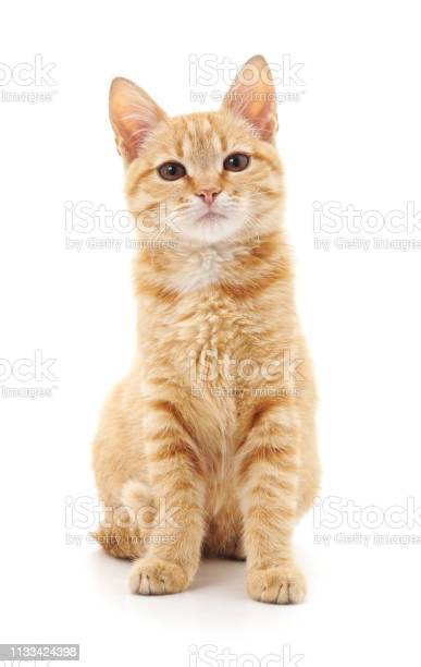 Detail Download Cat Picture Nomer 58