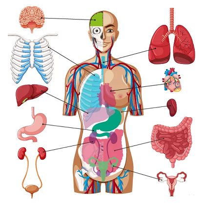 Menschliche Organe Bild - KibrisPDR