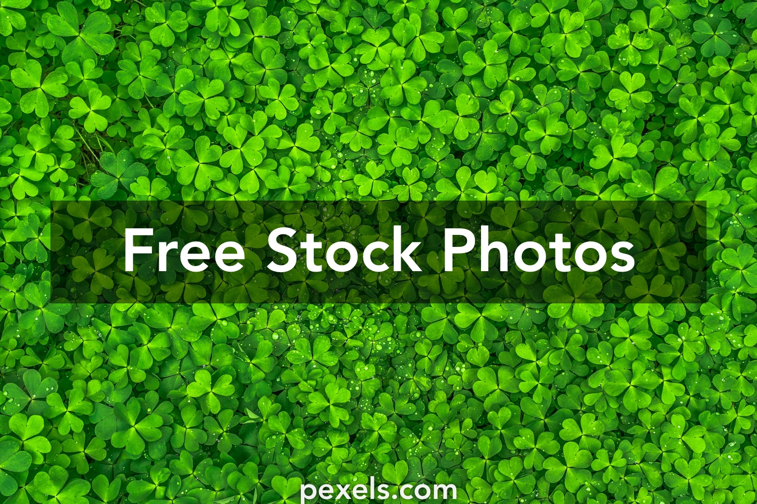 Detail Shamrock Images Free Nomer 33