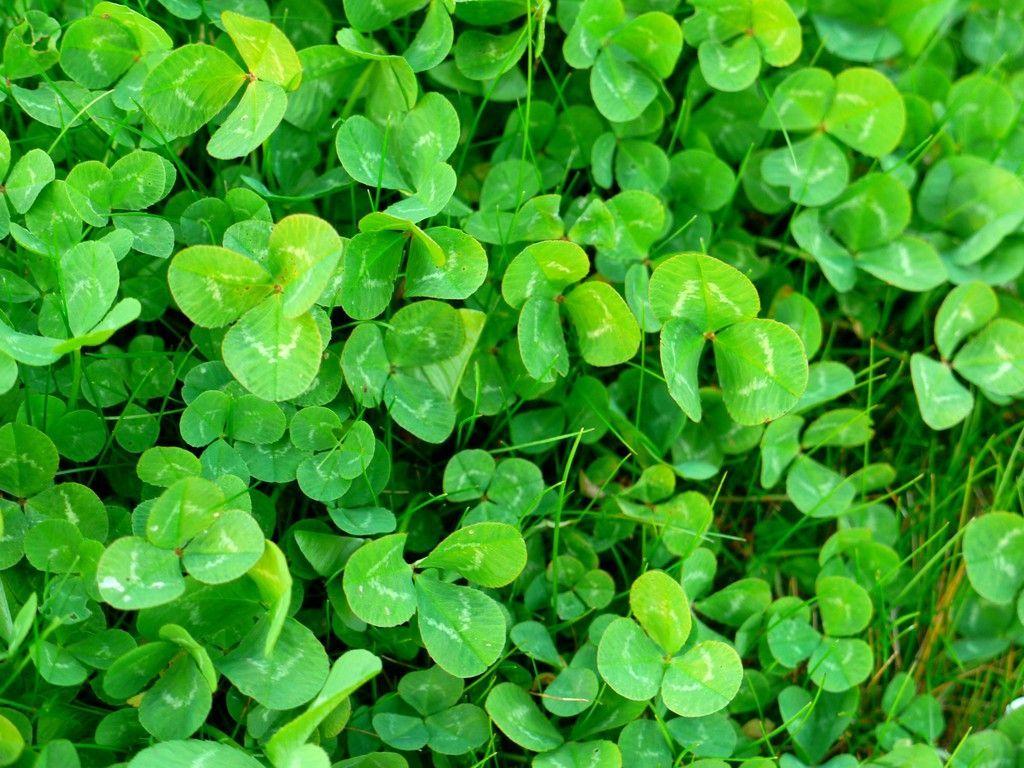 Detail Shamrock Images Free Nomer 39