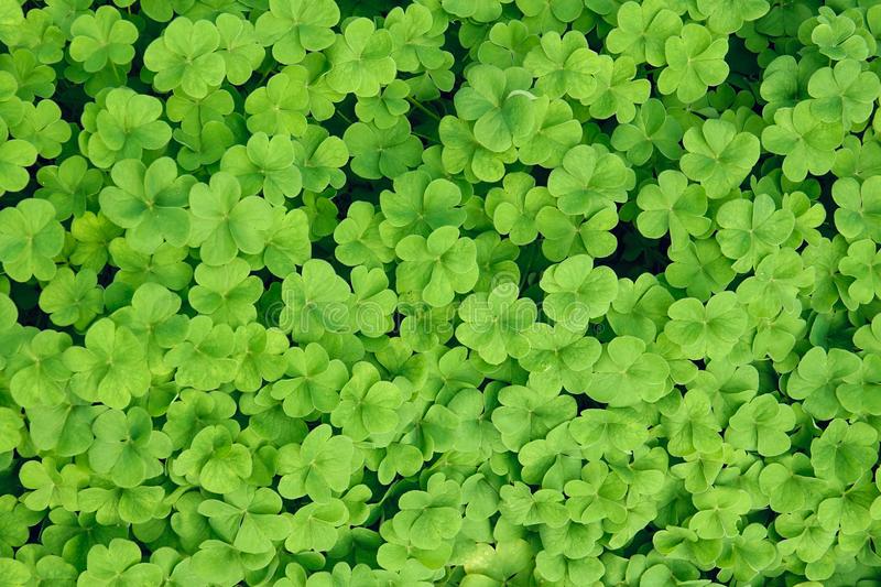 Detail Shamrock Images Free Nomer 54