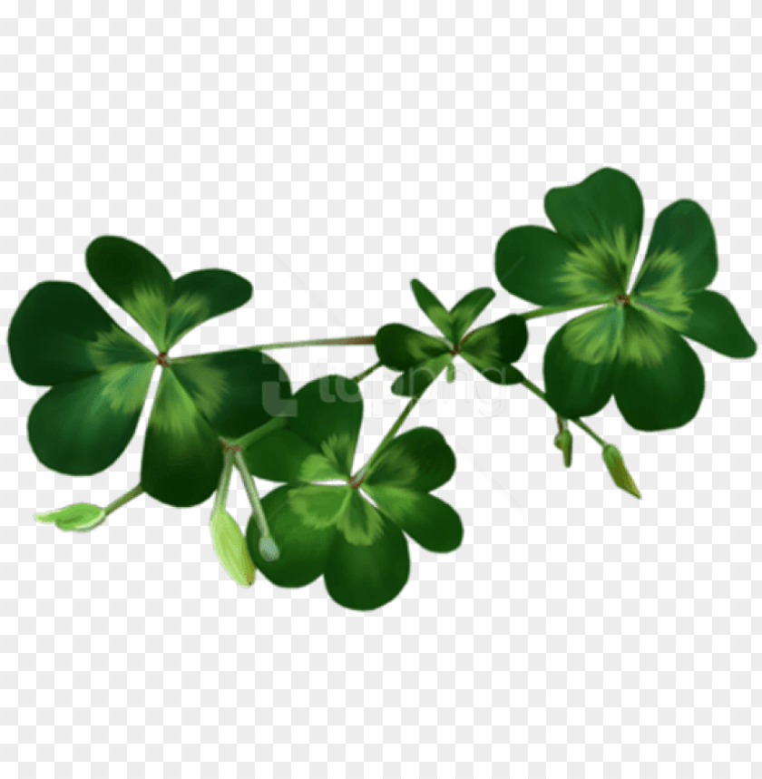 Detail Shamrock No Background Nomer 38