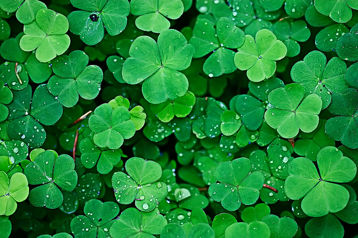 Detail Shamrock Pic Nomer 15