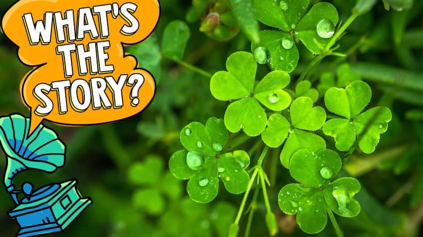 Detail Shamrock Pic Nomer 26