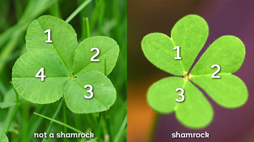 Detail Shamrock Pic Nomer 34