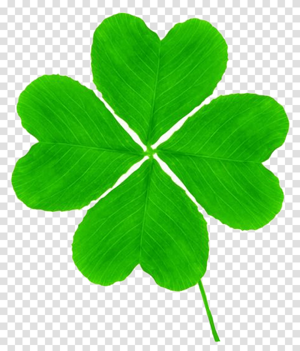 Detail Shamrock Png Nomer 55