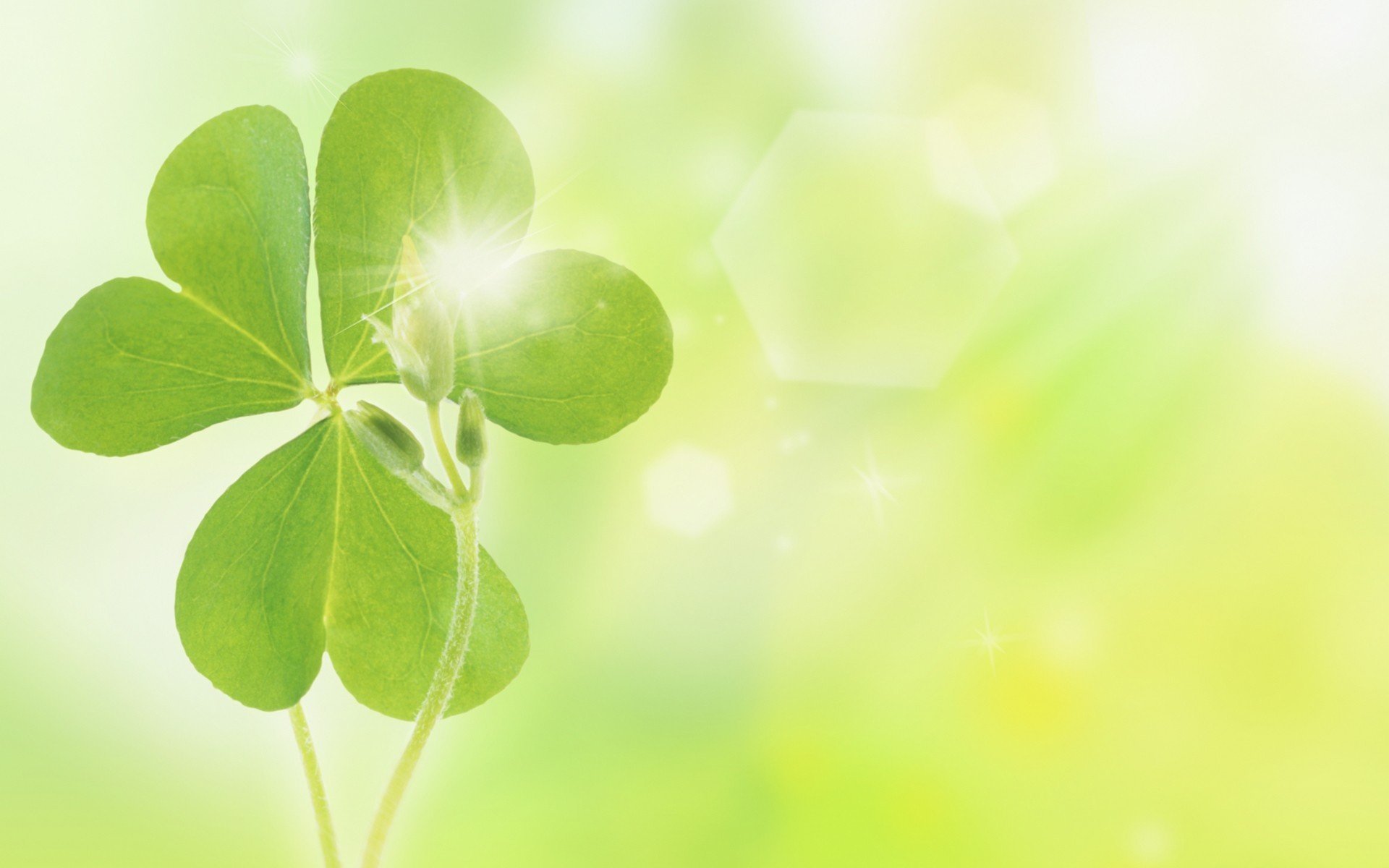 Detail Shamrock Wallpaper For Computer Nomer 18