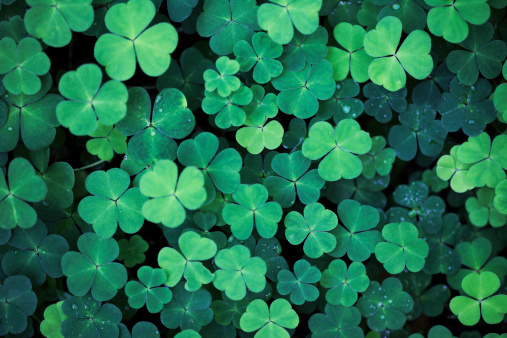 Detail Shamrock Wallpaper For Computer Nomer 52