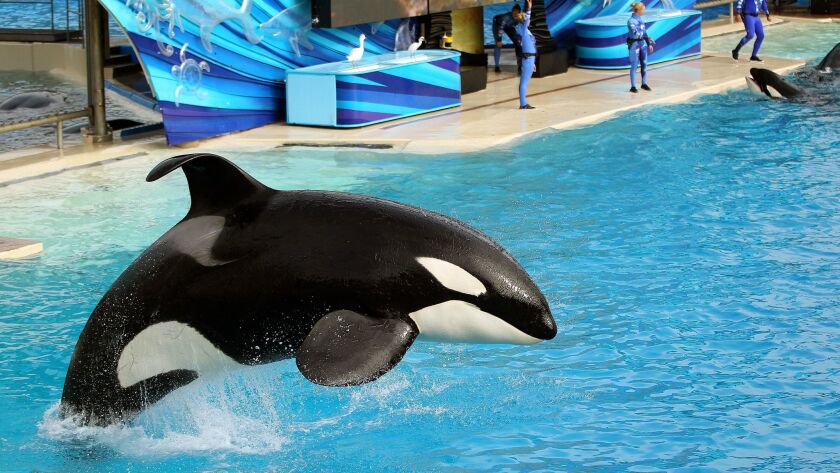 Shamu Images - KibrisPDR