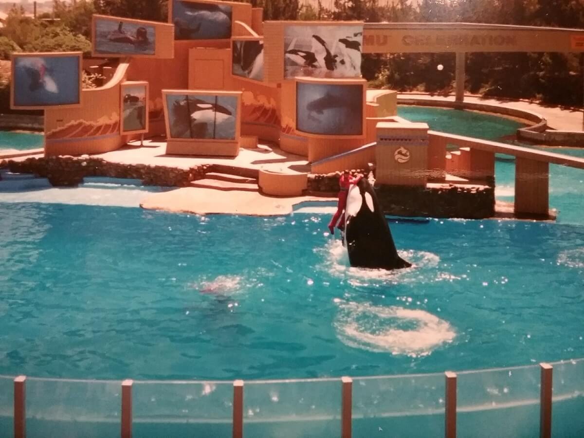 Detail Shamu Images Nomer 9