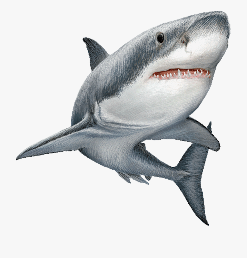 Detail Shark Clipart Nomer 49